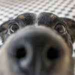 Noskvalster (Pneumonyssoides caninum) – orsak, symtom och behandling